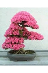 20 Adet Tohum Bodur Pembe Erguvan Bonzai Ağac Ekim Seti Saksı Toprak Sürpriz Hediye Bonsai Tohumlu thumbnail 1