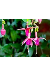 30 Adet Tohum Nadir Pembe Küpeli Çiçek Pembe Küpeli Çiçeği Tohumu Saksı Toprak Hediyemiz thumbnail 1