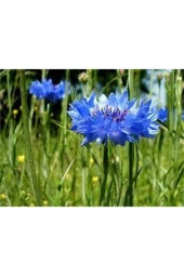20 Adet Tohum Nadir Bulunan Mavi Kantoron Kantaron Otu Çiçeği Kantaron Tohumu thumbnail 3