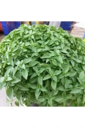 75 Adet Tohum Yeşil Yapraklı Mis Kokulu Fesleğen Çiçeği Tohumu Fesleğen Çiçeği Saksı Topraklı Hedi thumbnail 2