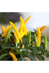 150 Adet Tohum Nadir Sarı Süs Biberi Tohumu Saksılık Biber Tohumu Bol Verimli Organik Tohum thumbnail 2