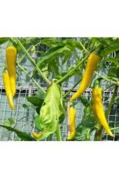 150 Adet Tohum Nadir Sarı Süs Biberi Tohumu Saksılık Biber Tohumu Bol Verimli Organik Tohum thumbnail 1