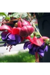 30 Adet Tohum Nadir Pembe Küpeli Çiçek Pembe Küpeli Çiçeği Tohumu Saksı Toprak Hediyemiz thumbnail 3