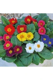 20 Adet Nadir Çuha Çiçeği Tohumu Çuha Çiçek Tohumu Saksı Toprak Hediyemizdir thumbnail 1