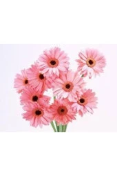 100 Adet Tohum Nadir Bulunan Pembe Papatya Çiçeği Tohumu - 2