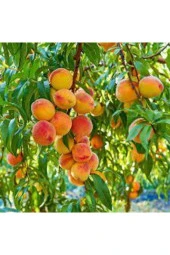 2 Adet Şeftali Ağacı Tohumu Orjinal Bursa Yarma Şeftali Tohuumu Sürpriz Hediye Tohumla Gönderilir thumbnail 2