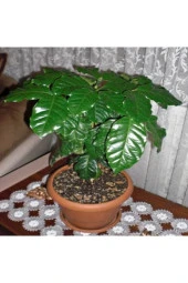 5 Adet Tohum Nadir Bulunan Kahve Ağacı Tohumu Kahve Ağaç Tohumu Saksı Toprak Hediyemiz - 2