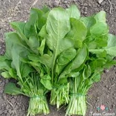 200 Adet Tohum Geleneksel İzmir Yaprak Roka Tohumu Sürpriz Hediye Tohum thumbnail 1