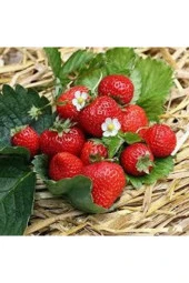 100 Adet Tohum Ithal Nadir Alman Çileği Sırık Çilek Ağacı Tohumu Ata Tohum thumbnail 1