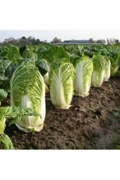 50 Adet Tohum Nadir Çin Yaprak Lahana Tohum thumbnail 1