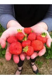 100 Adet Tohum Ithal Nadir Alman Çileği Sırık Çilek Ağacı Tohumu Ata Tohum thumbnail 2