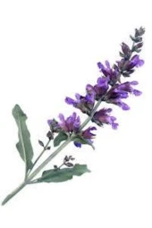 15 Adet Tohum Adaçayı Çiçeği Tohumu Mor Ada Çay Çiçek Tohumu Saksı Toprak Sürpriz Hediye Tohumlu - 1