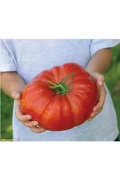 250 Adet Tohum Orjinal Köy Domatesi Tohumu Yerli Tabak Köy Domates Tohumu thumbnail 1