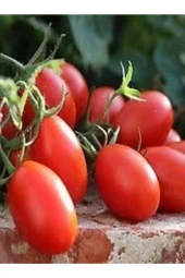 250 Adet Tohum Geleneksel Bursa Domates Tohumu Yerli Ata Tohum Sürpriz Hediye Sebze Tohumu thumbnail 2