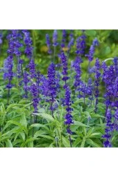 15 Adet Tohum Adaçayı Çiçeği Tohumu Mor Ada Çay Çiçek Tohumu Saksı Toprak Sürpriz Hediye Tohumlu - 2