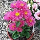 10 Adet Tohum Nadir Bulunan Dilber Kirpiği Çiçeği Tohumu Çiçek Tohumu Sürpriz Hediye Tohumludur thumbnail 2