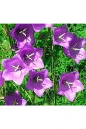 30 Adet Tohum Nadir Çan Kadehi Çiçeği Tohumu Çiçek Tohumu Saksı Toprak Sürpriz Hediye Tohumludur thumbnail 1