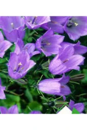 30 Adet Tohum Nadir Çan Kadehi Çiçeği Tohumu Çiçek Tohumu Saksı Toprak Sürpriz Hediye Tohumludur thumbnail 2