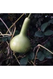 15 Adet Tohum Nadir Süs Su Kabağı Tohumu Kabak Tohumu Sürpriz Hediye Tohum thumbnail 1