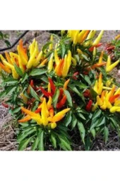 50 Adet Tohum Yediveren Acı Süs Biberi Tohumu Süper Kalite Turşuluk Yemeklik Sürpriz Hediye Tohum thumbnail 1