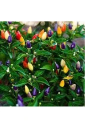 50 Adet Tohum Yediveren Acı Süs Biberi Tohumu Süper Kalite Turşuluk Yemeklik Sürpriz Hediye Tohum thumbnail 2