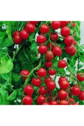 50 Adet Tohum Salkım Domates Tohumu Erkenci Domates Sürpriz Hediye Tohum thumbnail 3