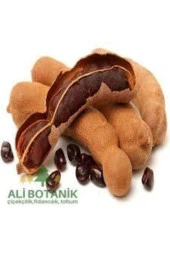 25 Adet Toghum Tropikal Demirhinidi Ağacı Tohumu Demir Hindi Tohumu Şifalı Sürpriz Hediye Tohum thumbnail 1