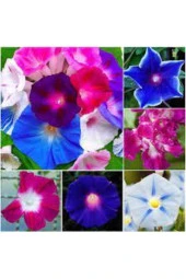 10 Adet Tohum Nadir Bulunan Ipomea Purpurea Çiçeği Tohumu Sürpriz Hediye Tohumla Gönderilir thumbnail 1