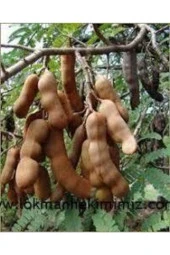 25 Adet Toghum Tropikal Demirhinidi Ağacı Tohumu Demir Hindi Tohumu Şifalı Sürpriz Hediye Tohum thumbnail 2