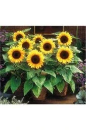 15 Adet Tohum Süs Ayçiçeği Tohumu Ay Çiçeği Çiçek Tohumu Saksı Toprak Sürpriz Hediye Tohumu thumbnail 2