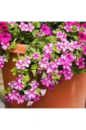 50 Adet Tohum Karışık Petunya Çiçeği Tohumu Çiçek Tohumu Sürpriz Hediye Bonzai Ağacı Tohumludur - 1