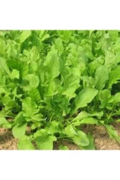 150 Adet Tohum Yerli Yeşil Roka Tohumu Saksı Toprak Sürpriz Hediye Tohum thumbnail 1