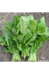 150 Adet Tohum Yerli Yeşil Roka Tohumu Saksı Toprak Sürpriz Hediye Tohum thumbnail 2