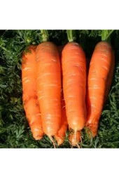100 Adet Tohum Geleneksel Etli Erkenci Nantes Havuç Sürpriz Hediye Tohum thumbnail 2