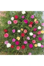 20 Adet Tohum Ipek Şellaki Çiçeği Tohumu Çiçek Tohumu Saksı Toprak Sürpriz Hediye Tohum thumbnail 1