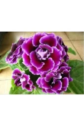 20 Adet Tohum Ipek Şellaki Çiçeği Tohumu Çiçek Tohumu Saksı Toprak Sürpriz Hediye Tohum thumbnail 2