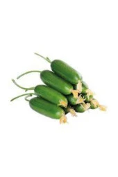 35 Adet Tohum Salatalık Tohumu Çengelköy Salatalık Hıyar Saksı Toprak Hediye Süpriz Hediye Tohum thumbnail 2