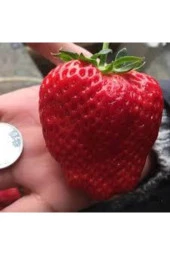 75 Adet Adet Tohum Dev Çilek Tohumu Yediveren Çilek Tohum Çileği Sürpriz Hediye Tohum thumbnail 1