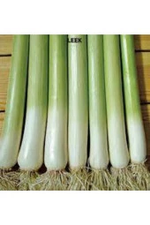 50 Adet Tohum Bursa Inegöl Pırasa Tohumu Prasa Tohumu Süpriz Hediye Sebze Tohumludur thumbnail 1