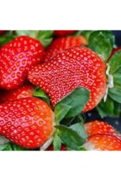 150 Adet Tohum Ithal Nadir Dev Çilek Tohum Yediveren Güney Amerika Çileği Tohumu Süpriz Hediye Tohum - 2