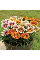 10 Adet Tohum Nadir Bulunan Meramlı Kız Çiçeği Tohumu Çiçek Saksı Toprak Sürpriz Hediye Tohumludur thumbnail 2