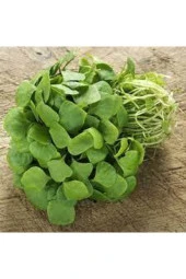 50 Adet Tohum Semiz Otu Tohumu Semizotu Tohumu Saksı Toprak Sürpriz Hediye Tohum thumbnail 2