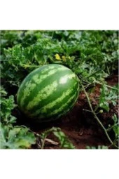 10 Adet Tohum Nadir Karpuz Bal Karpuz Tohumu Crimson Sweet Sürpriz Hediye Tohum thumbnail 2
