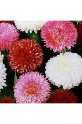 20 Adet Tohum Karışık Saksılık Şeker Tabağı Çiçeği Saksı Toprak Sürpriz Hediye Çiçek Tohumu thumbnail 2