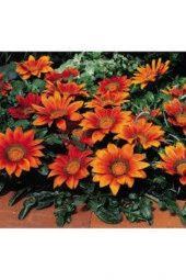 10 Adet Tohum Nadir Bulunan Meramlı Kız Çiçeği Tohumu Çiçek Saksı Toprak Sürpriz Hediye Tohumludur thumbnail 3