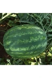 10 Adet Tohum Nadir Karpuz Bal Karpuz Tohumu Crimson Sweet Sürpriz Hediye Tohum thumbnail 3