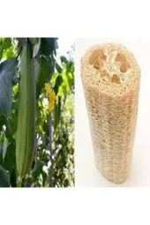 10 Adet Tohum Lif Kabak Tohumu Kabak Tohumu Lif Kabağı Tohumu Süpriz Hediye Tohum thumbnail 2