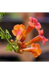 5 Adet Tohum Acem Borusu Ağacı Turuncu Acem Borusu Sarmaşığı Campsis Radicans Hediye Tohum thumbnail 2