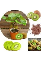 20 Adet Tohum Bodur Kivi Bonsai Ağacı Tohumu Saksı Toprak Sürpriz Hediye Bonsai Ağacı Tohumludur - 1