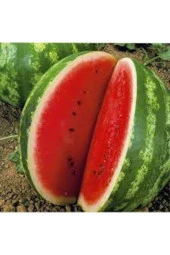 100 Adet Tohum Eko Paket Meşhur Crimson Sweet Karpuzu Tohumu Karpuz Tohumu Spriz Hediye Tohumlu - 1